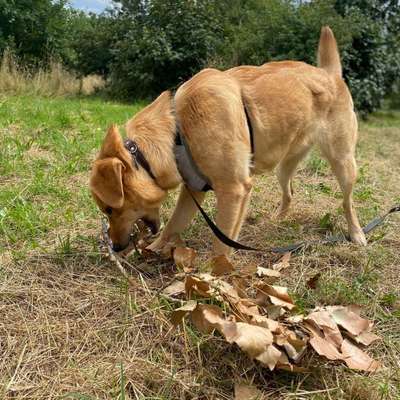Hundetreffen-Gassi oder Spielen-Bild