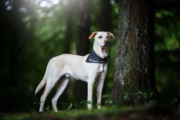 Welche Hunderasse-Beitrag-Bild