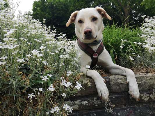 Die Dogorama Monats Challenge "Es grünt und blüht"-Beitrag-Bild