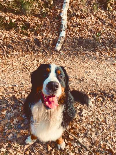 Berner Sennen-Beitrag-Bild