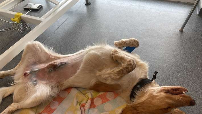 Foto Challenge - Zeigt her eure Bäuche-Beitrag-Bild