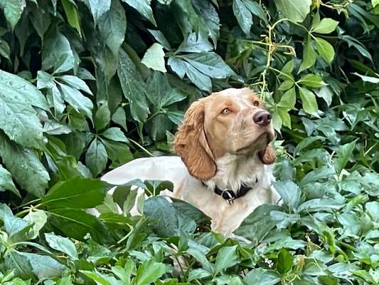 Kleiner Münsterländer!-Beitrag-Bild