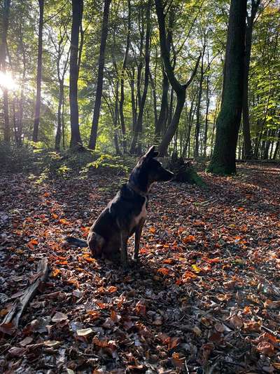 Hundetreffen-Spielrunde für mittelgroße Hunde-Bild