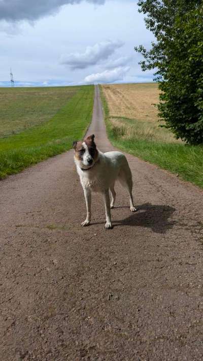 Hundetreffen-Gemeinsam Gassi gehen 🐾🐾-Bild