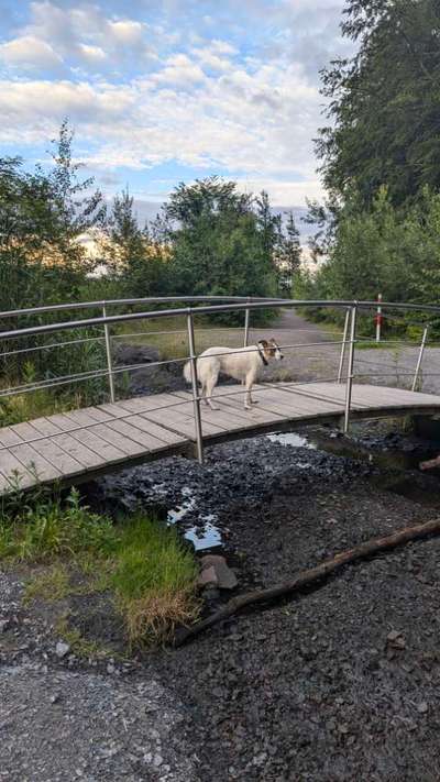 Hundeauslaufgebiet-Bergehalde Göttelborn-Bild