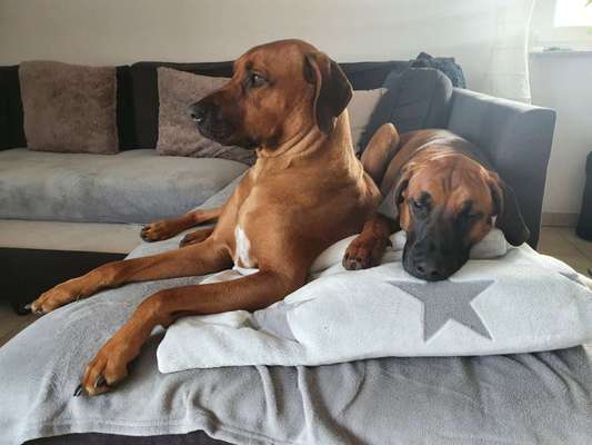 Rhodesian Ridgeback-Beitrag-Bild