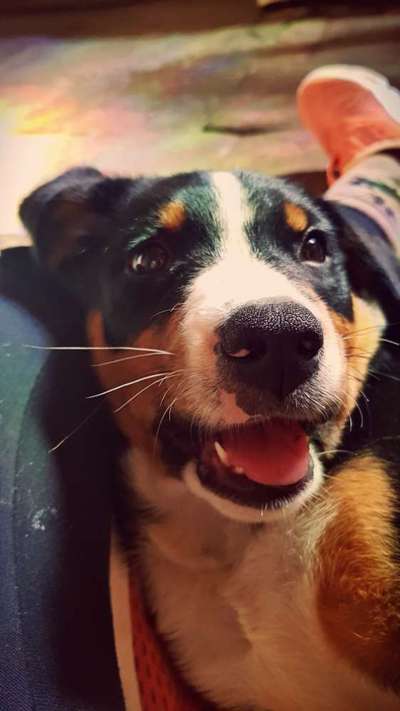 Appenzeller Sennenhunde-Beitrag-Bild