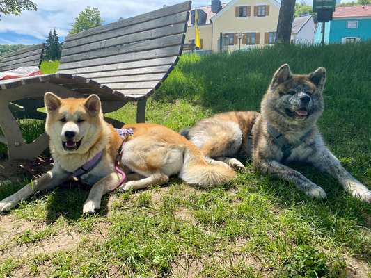 Akita Inu/American Akita (Mix) halter.-Beitrag-Bild