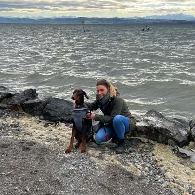 Hundetreffen-Treffen zum Gassi gehen oder spielen-Bild