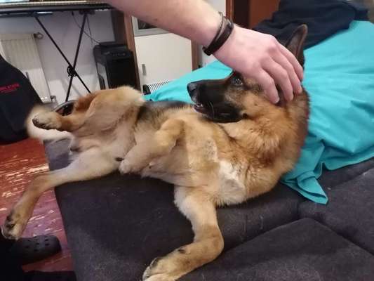 Warum liebst du deinen Hund?-Beitrag-Bild