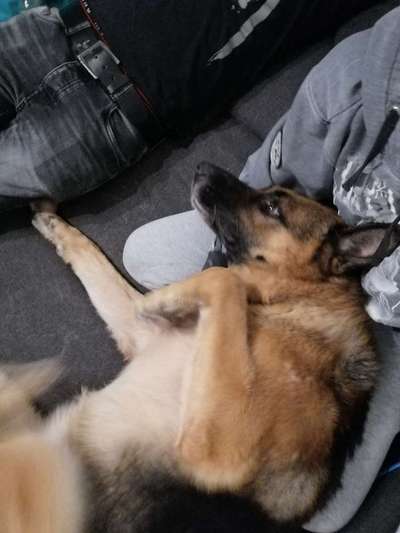 Warum liebst du deinen Hund?-Beitrag-Bild