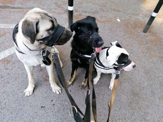 Hundetreffen-Spielen, gemeinsam gassi gehen und Tipps für die Erziehung geben.-Bild