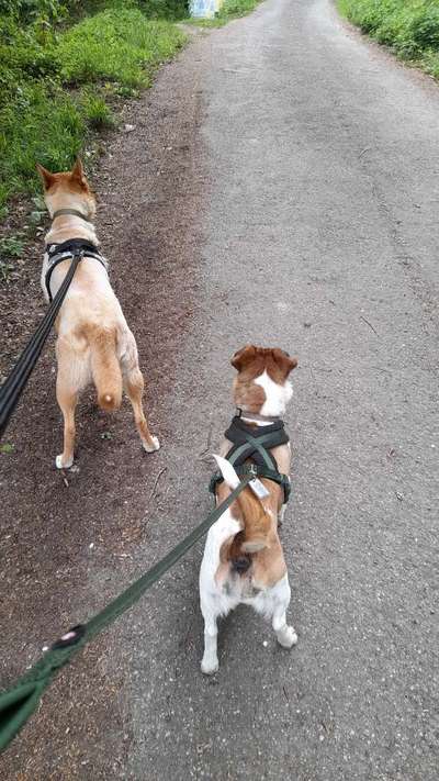 BIG LOVE :) mit 2 Hunden❣️-Beitrag-Bild