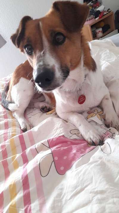 Jack Russell Terrier-Beitrag-Bild