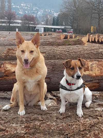 Bester Freund, Hundekumpel - zeigt her!-Beitrag-Bild