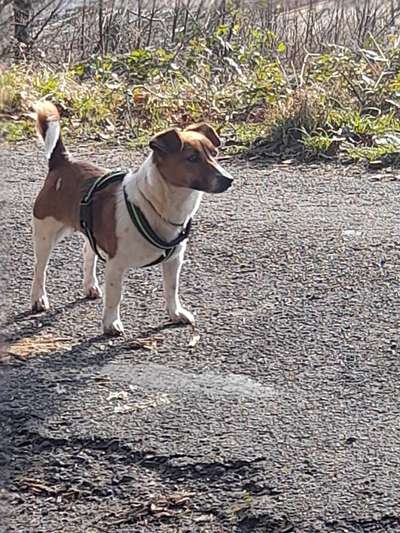Wo sind die Jack und Parson Russell Terrier?-Beitrag-Bild
