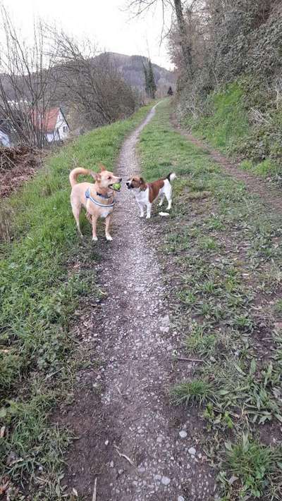 BIG LOVE :) mit 2 Hunden❣️-Beitrag-Bild