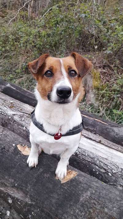 Wo sind die Jack und Parson Russell Terrier?-Beitrag-Bild