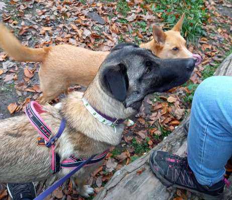 Bester Freund, Hundekumpel - zeigt her!-Beitrag-Bild