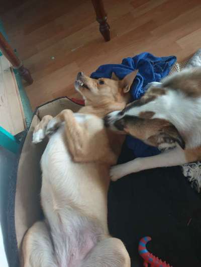 Die Dogorama Wochen Challenge "Friends will be Friends"-Beitrag-Bild