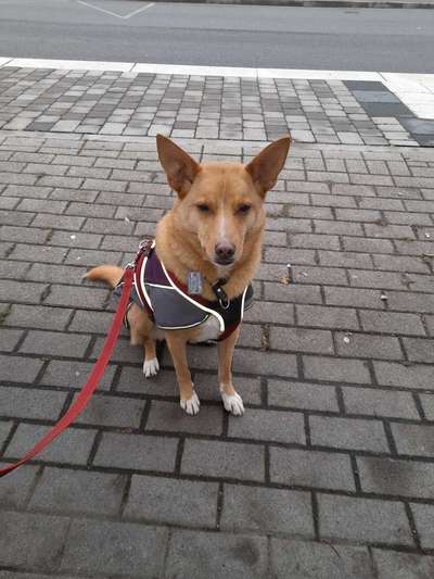 Wo habt ihr eure Hunde her ?-Beitrag-Bild