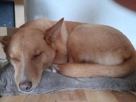 Mischlingshunde Foto Aufruf-Beitrag-Bild