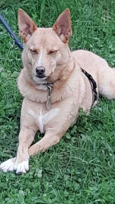 Die Dogorama Kalender Challenge Titelbild-Beitrag-Bild