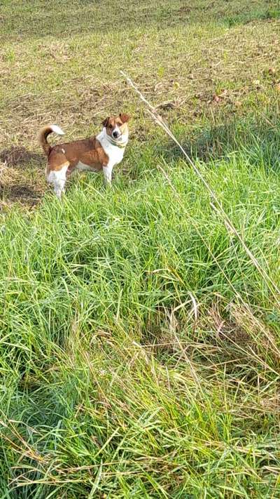 Jack Russell Terrier-Beitrag-Bild
