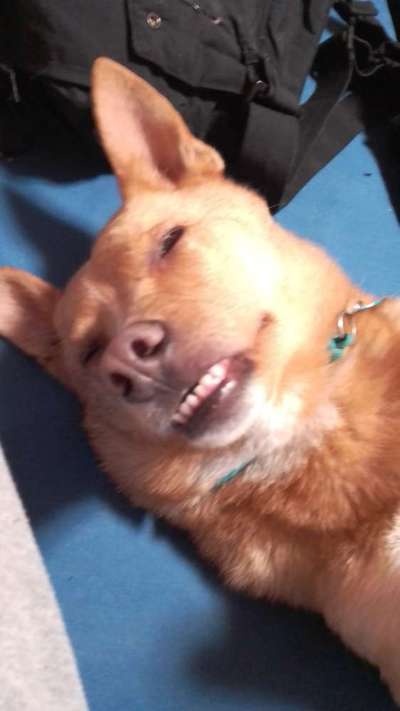 Mischlingshunde Foto Aufruf-Beitrag-Bild