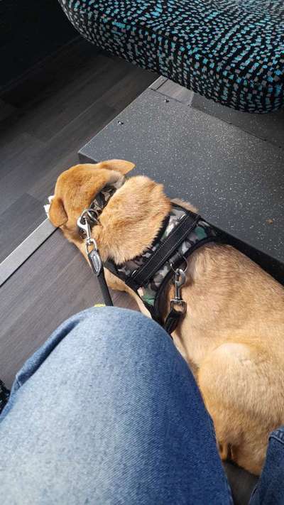 Die Dogorama Wochen Challenge-Beitrag-Bild