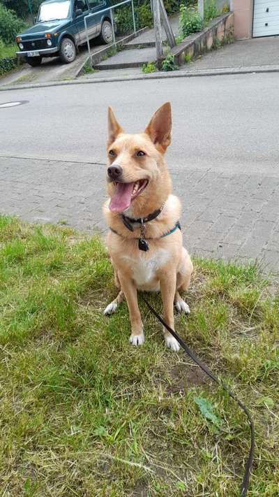 Wo habt ihr eure Hunde her ?-Beitrag-Bild