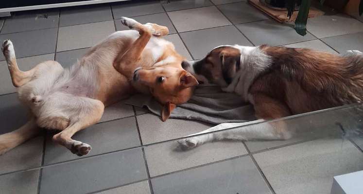 Die Dogorama Wochen Challenge-Beitrag-Bild