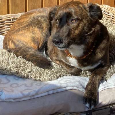 Hundetreffen-Spaziergang & Spielen-Bild