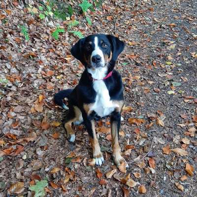 Hundetreffen-Diemelsee-Bild