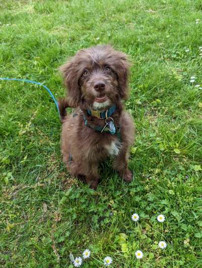 Aussiedoodles.-Beitrag-Bild