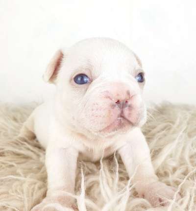 Als Welpen sind sie alle noch süßer-Beitrag-Bild