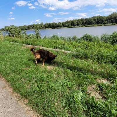 Hundetreffen-Finn sucht Spielkameraden u kumpels in Burg Dithmarschen-Bild