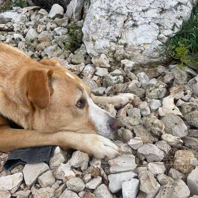 Hundetreffen-Social Walk, Hundefriends gesucht-Bild