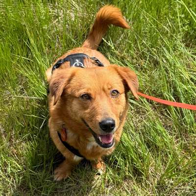Hundetreffen-Spaziergänge in Tostedt und Umgebung-Bild
