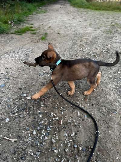 Welpen Bilder !-Beitrag-Bild