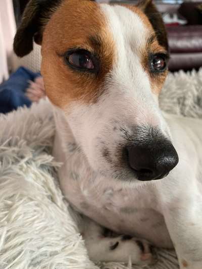 Dogorama Photo Challenge - Hundeblick zum hinschmelzen-Beitrag-Bild