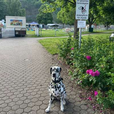 Hundetreffen-Gassi- und Spielrunde-Bild