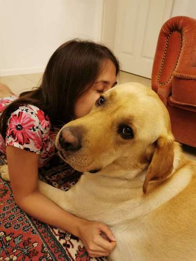 Wo sind meine Labrador Freunde-Beitrag-Bild