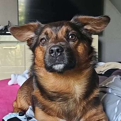 Hundetreffen-Gassi/Spielfreund wird gesucht 🐕-Bild