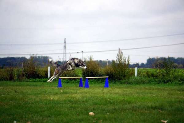 Die Dogorama Wochen Challenge-Beitrag-Bild