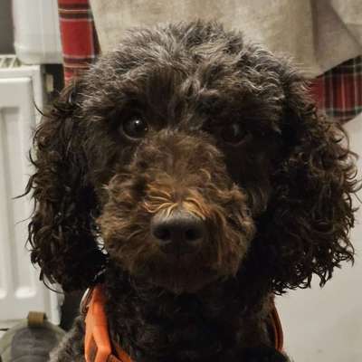 Hundetreffen-social walk