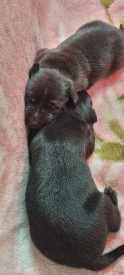 Welpen Bilder !-Beitrag-Bild