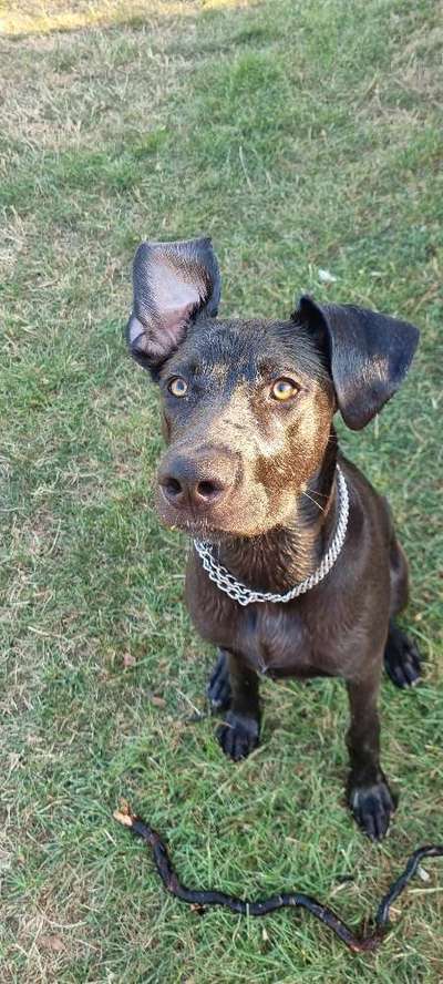 Welpen Bilder !-Beitrag-Bild