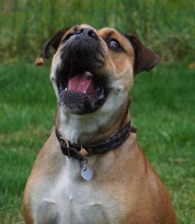 74. Trick-Übung "Leckerli schnappen"-Beitrag-Bild