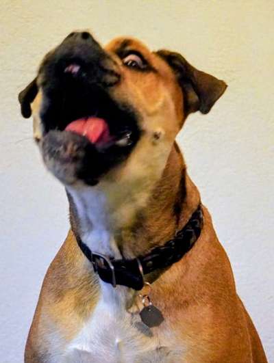 74. Trick-Übung "Leckerli schnappen"-Beitrag-Bild